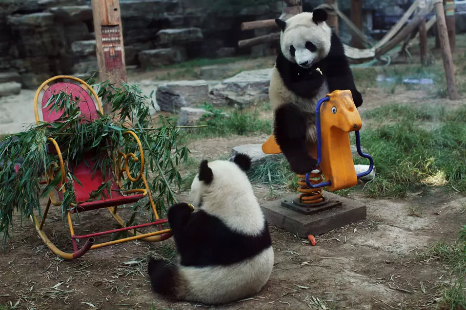 פנדות משחקות בגן החיות, סין.