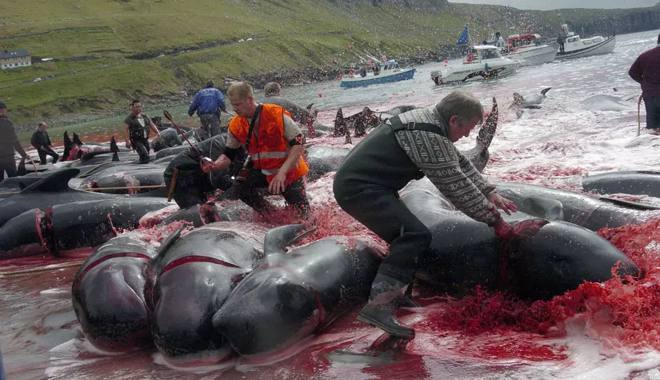 מסורת שחיטת לווייתנים, איי פארו. 5.6.2012