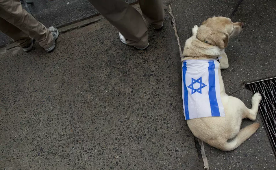 כלבה במצעד התמיכה בישראל, ניו יורק. 5.6.2012