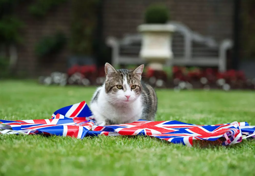 לארי החתול חוגג את "יובל היהלום" של המלכה, אנגליה. 1.6.2012