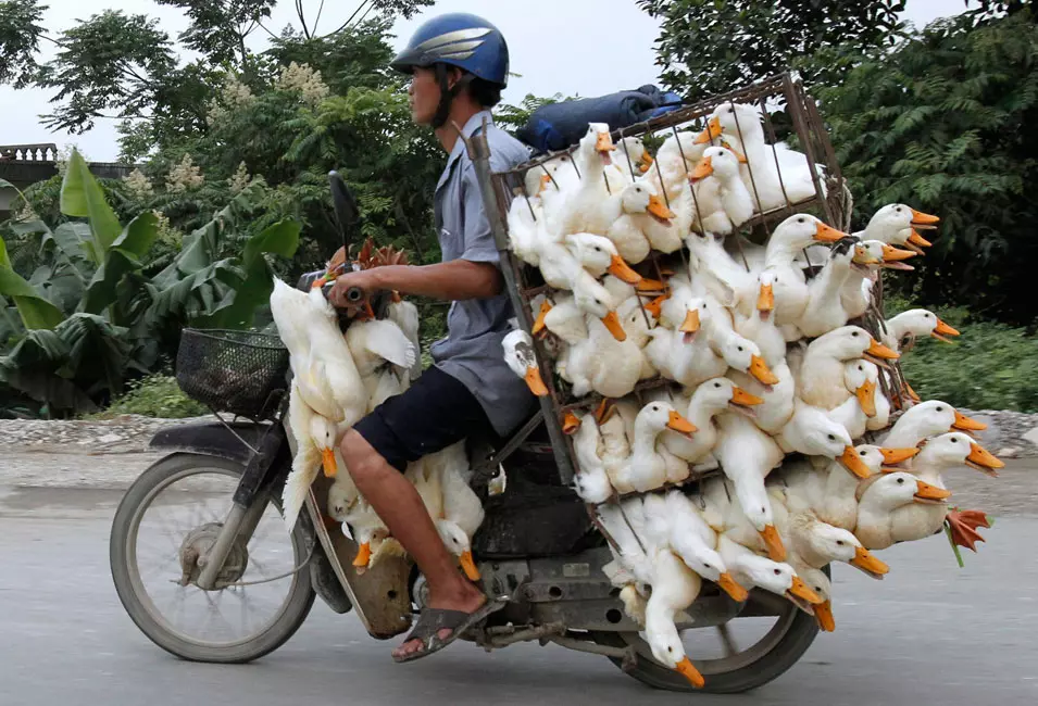 ברווזים בדרך לשוק, וייטנאם