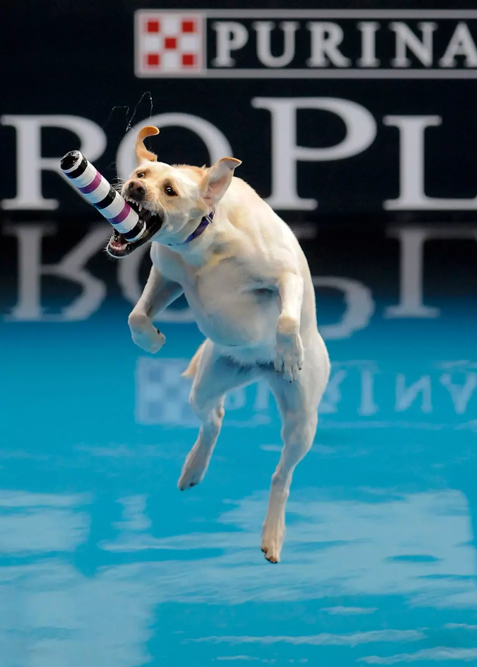 תחרות אתגרית לכלבים, קליפורניה. 9.6.2012