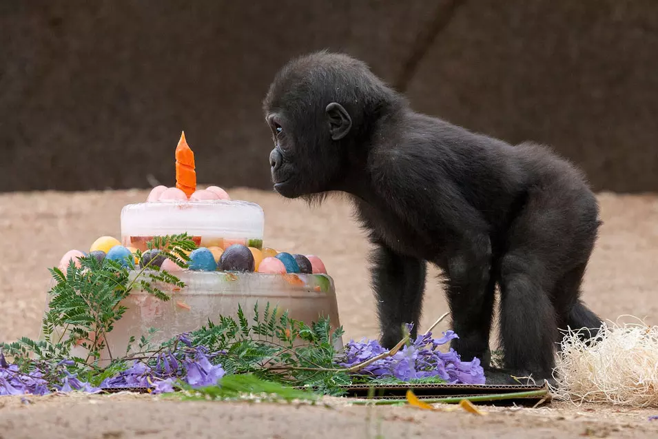 גורילה תינוק חוגגת יום הולדת, קליפורניה. 15.6.2012