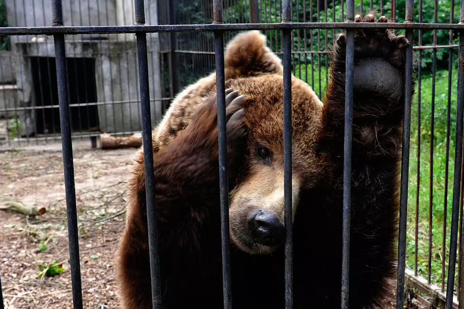 מצילים את שלושת הדובים האחרונים, פולין. 15.6.2012