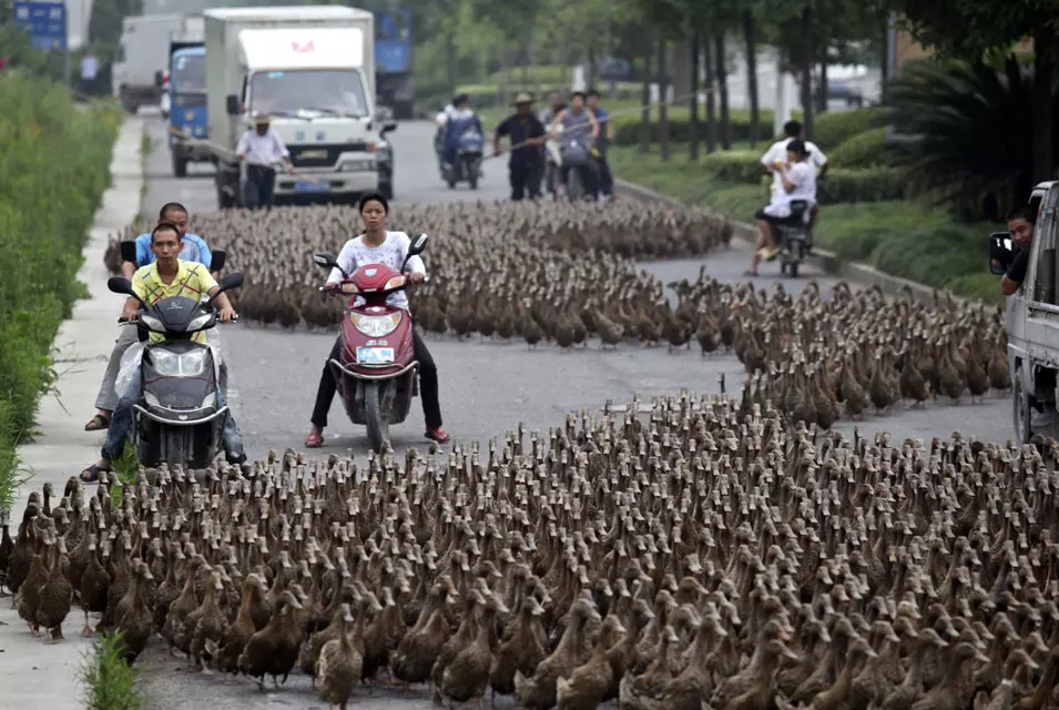 ברווזים ברווזים בואו הביתה, סין. 17.6.2012
