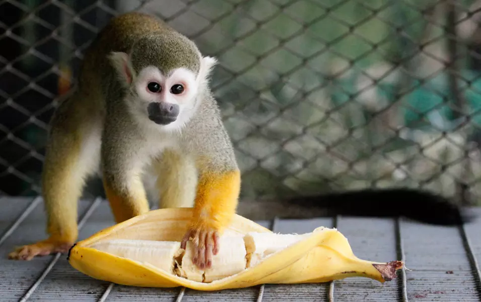קוף סנאי בננה, סיביר. 22.6.2012