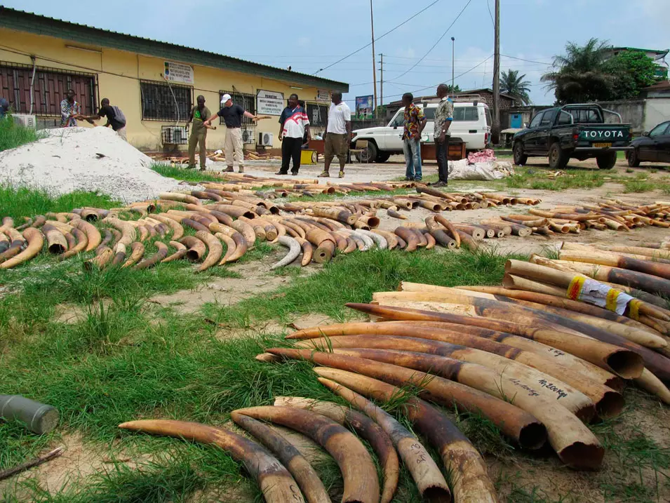 חמש טונות השנהב שנשרפו, הושגו מ-850 פילים שנשחטו. מצבור השנהב בגבון