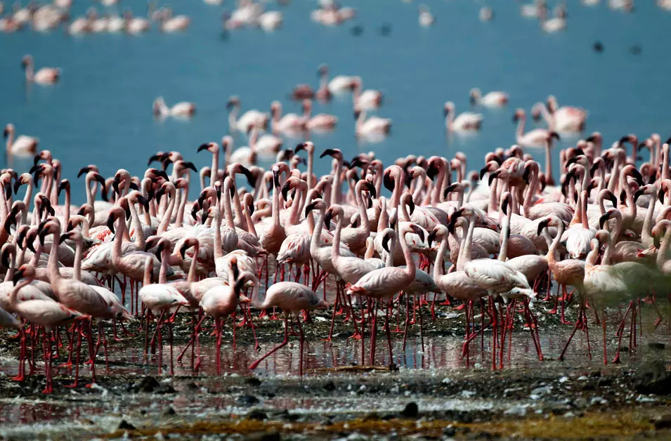 להקת פלמינגו לשפת האגם, קניה