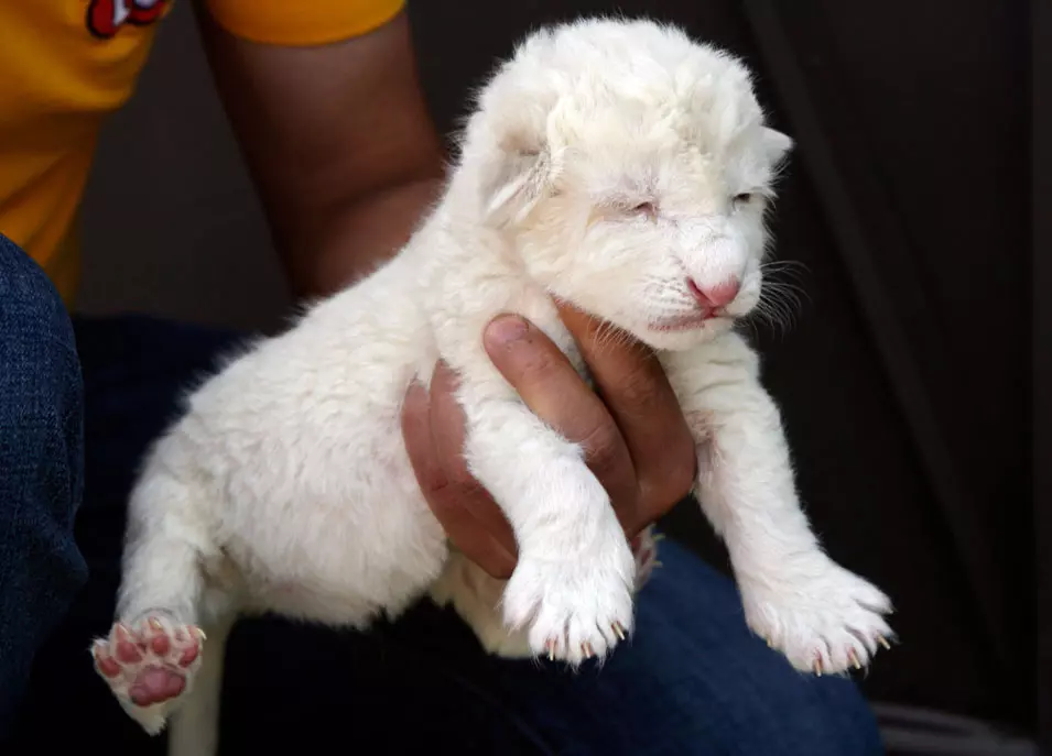 אריה לבן נולד, מקסיקו. 19.7.2012