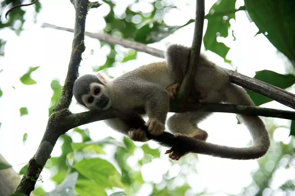 קוף סנאי באי הקופים, אקוודור