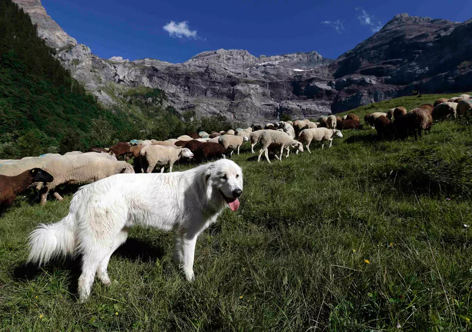 שווייץ: כלב רועה כבשים