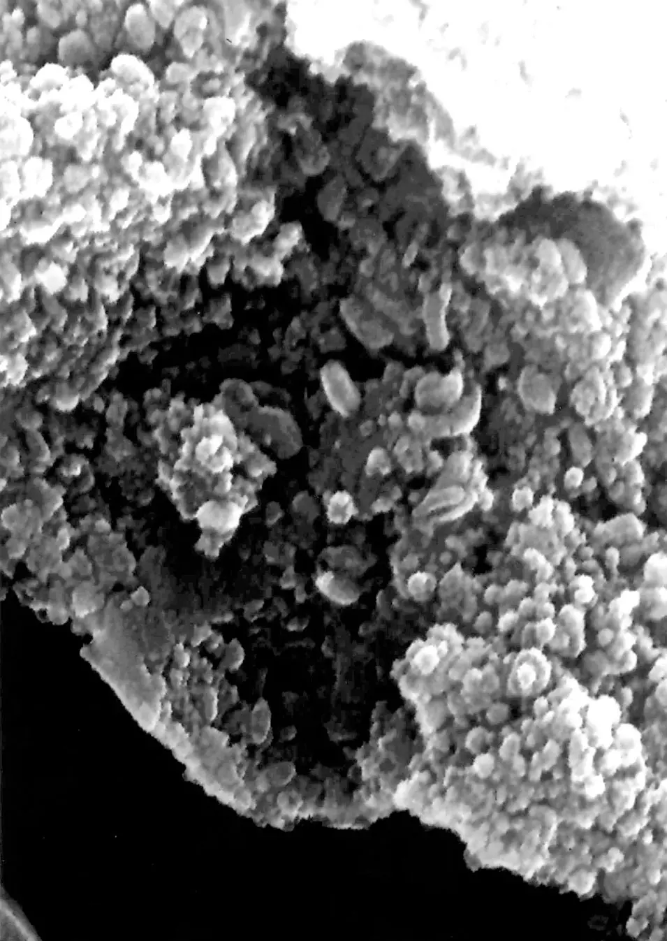 מבנים חידתיים שצולמו על גבי מטאוריט שמקורו, על פי הערכות, ממאדים. התמונה הוצגה על ידי נאס"א ב-1996. האם מדובר בעקבות של אורגניזמים פשוטים?