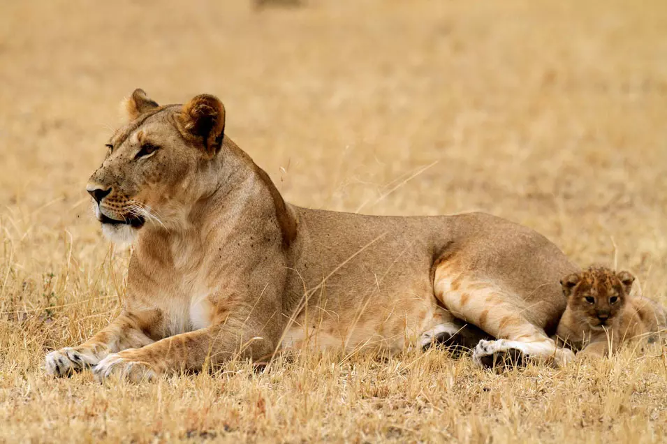 אמא לביאה וגור אריות, טנזניה. 19.8.2012