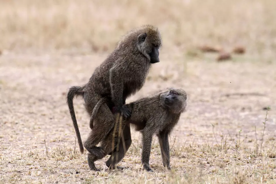 זוג קופים מזדווגים, טנזניה. 19.8.2012