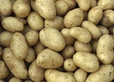 תפוחי אדמה הם מקור תזונתי חשוב לפחמימות