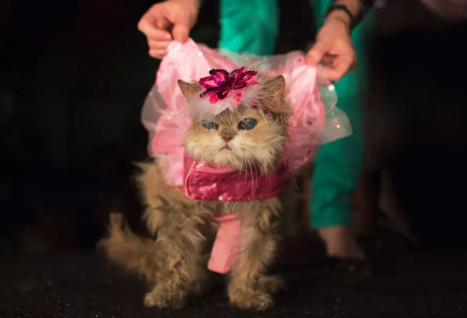 חתול עיוור בתצוגת אופנה