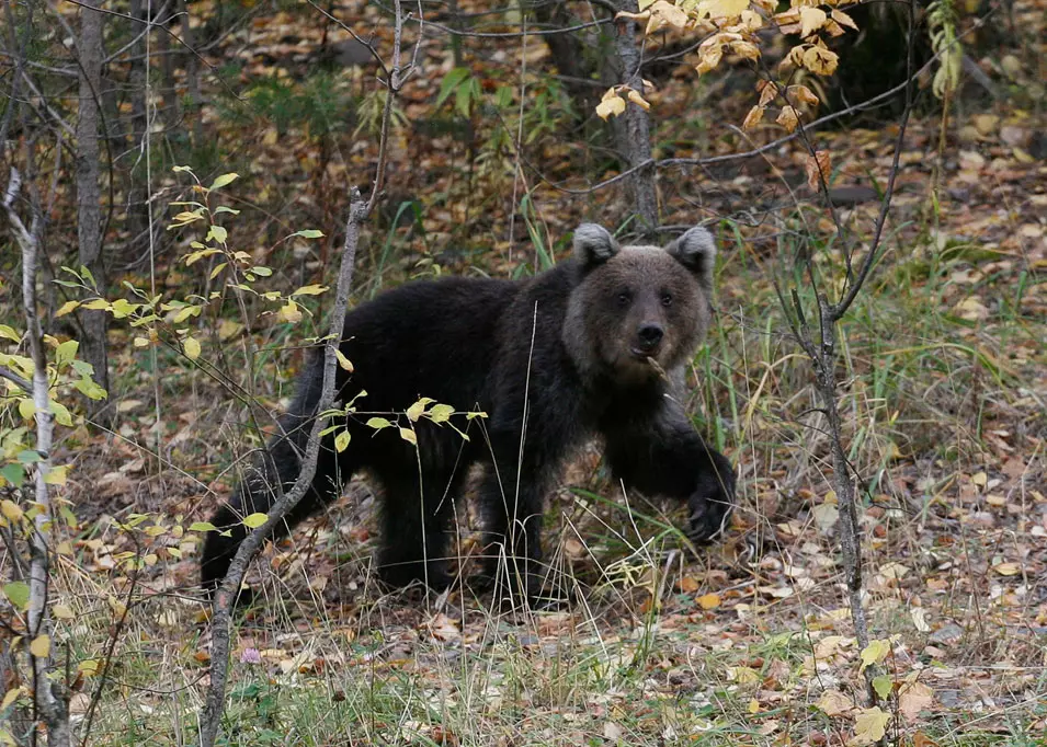 גור דובים חום. רוסיה. 16.9.2012