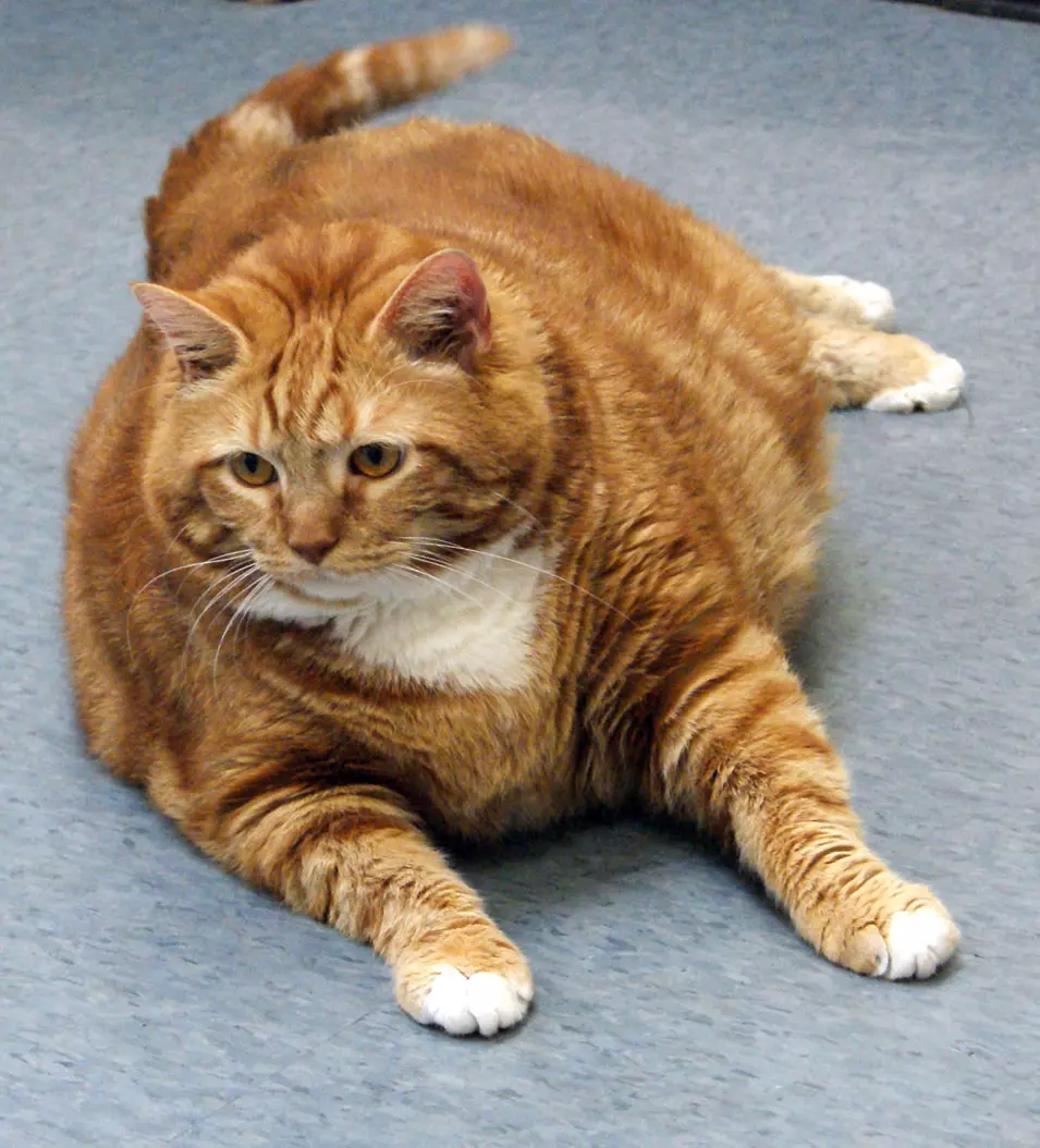 חתול שמן