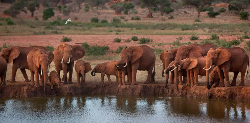 פילים מתאספים ליד מקור מים