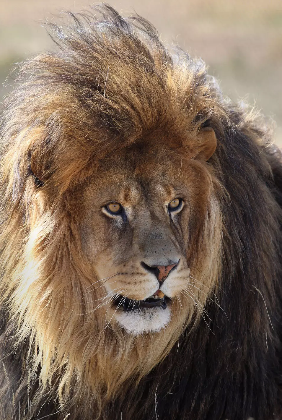 האריה "קוסקוס" גדל בגן החיות מגיל כמה שבועות