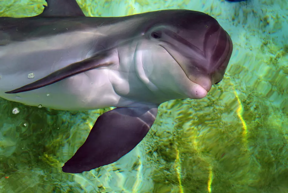 דולפין שוחה