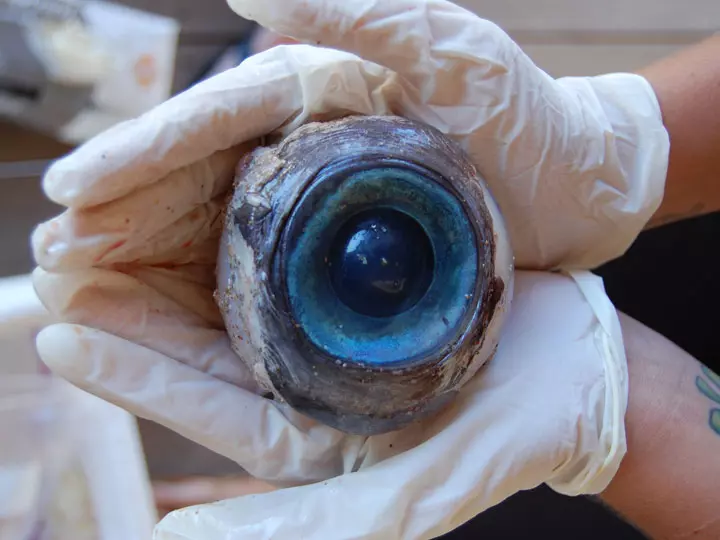 העין המסתורית שנמצאה באוקיינוס