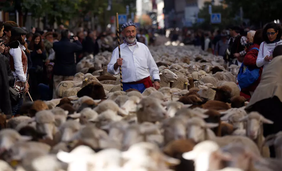 עדר כבשים במדריד