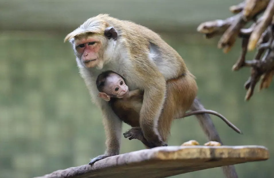 קופת מקאו עם התינוק שלה