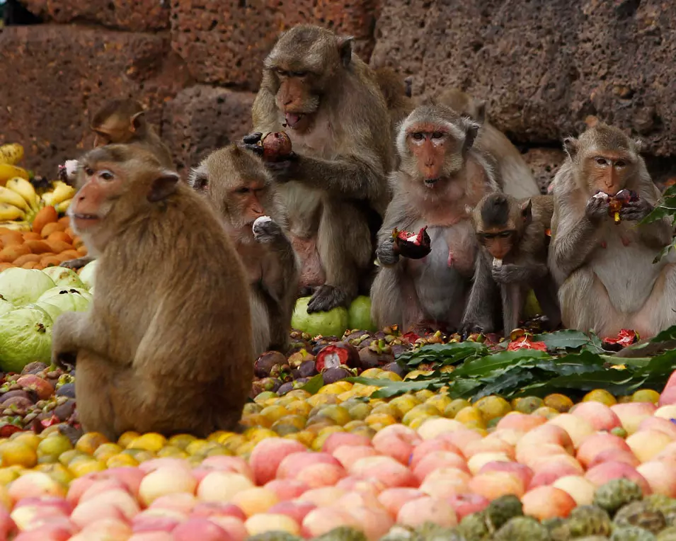קופים אוכלים פירות