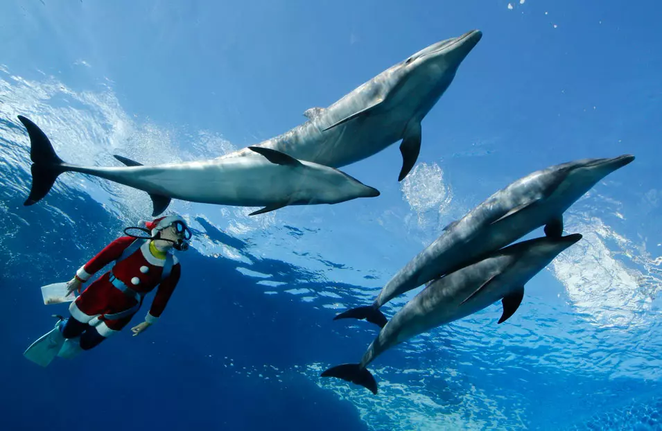 סנטה קלאוס שוחה עם דולפינים