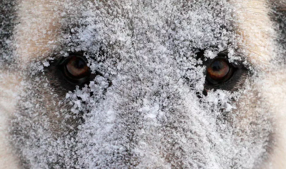 כלב מכוסה שלג