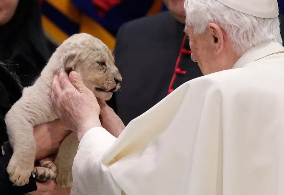 האפיפיור מלטף גור אריות