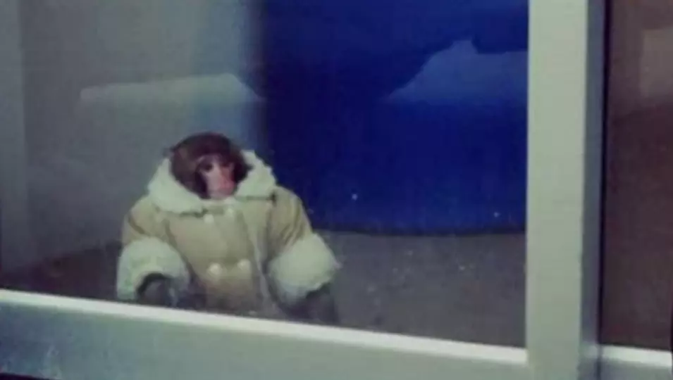 קוף מסתובב בחנות איקאה בקנדה , דצמבר 2012