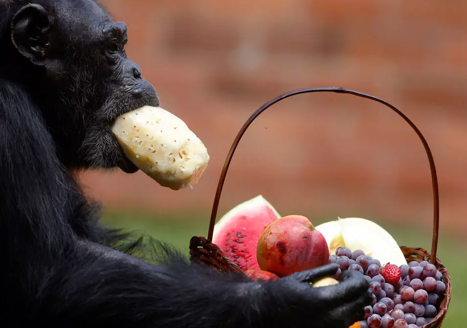 שימפנזה אוכלת אננס