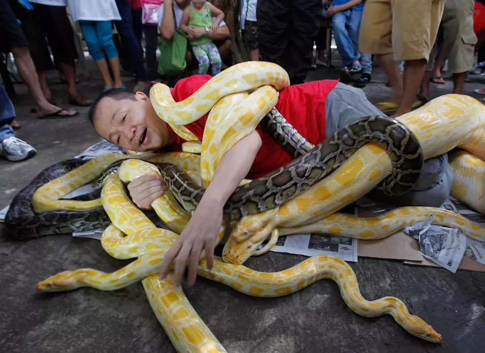 אדם מתעטף בנחשי פיתון בפיליפינים. במקרה המצולם, זה רק מופע