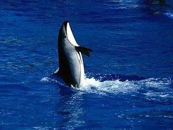 התאגיד ישקול אמצעים להימנע מפגיעה בסביבת המחייה של הלוויתנים