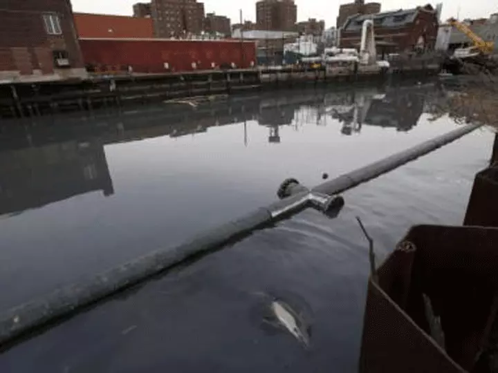 דולפין נלכד בתעלת ביוב בברוקלין ניו יורק, ינואר 2013