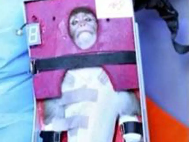 הקוף שלטענת אירן שוגר לחלל