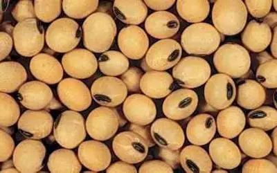 פולי סויה. יציאתה של שטראוס מהתחום עשויה להיות חיובית עבור צוריאל 