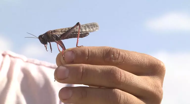 חגב בגבול מצרים