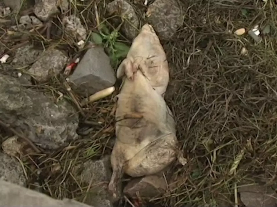 למעלה מ-900 חזירים מתים חולצו מהנהר