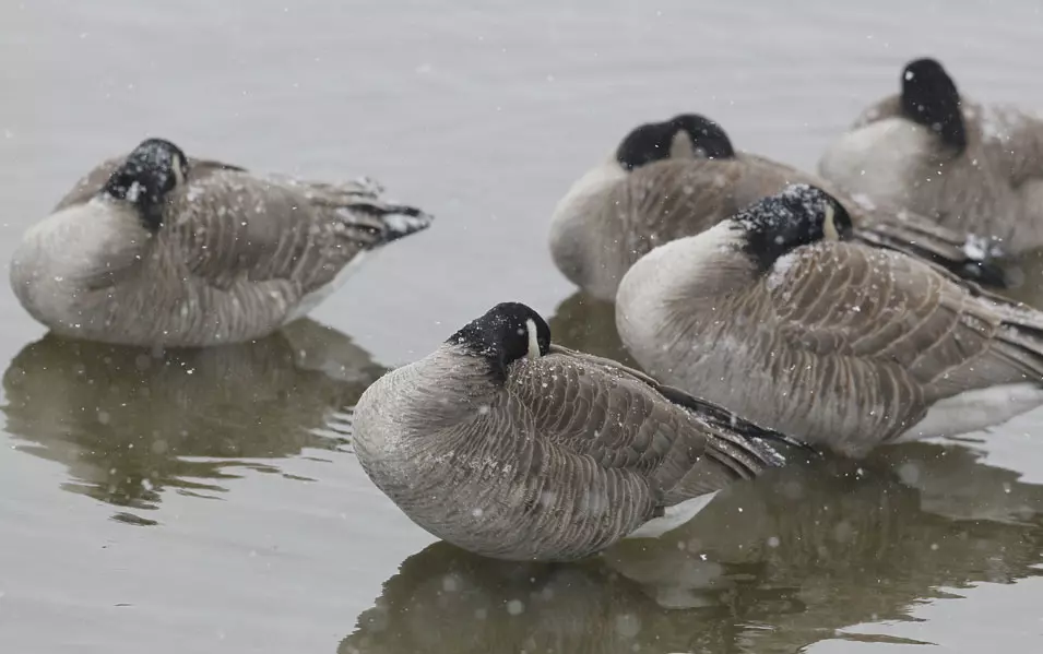"הממשלה קיבלה החלטה להפסיק את ההתעללות בכמעט מיליון אווזים וברווזים מדי שנה - פה אחד"