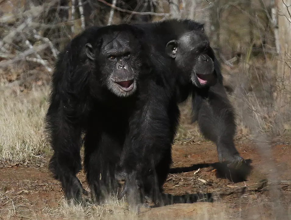 השימפנזים נחשפים לראשונה לטבע