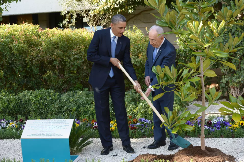 נשיא ארצות הברית ברק אובמה ונשיא המדינה שמעון פרס נוטעים עץ מגנוליה שהביא עמו הנשיא אובמה, מרץ 2013