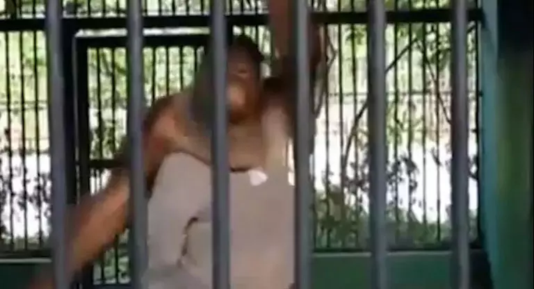 הקוף קארלו מנסה ללבוש את החולצה