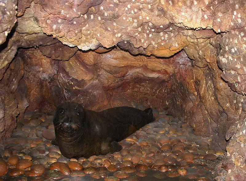 נוהג לחיות באזורי מערות. כלב ים נזירי
