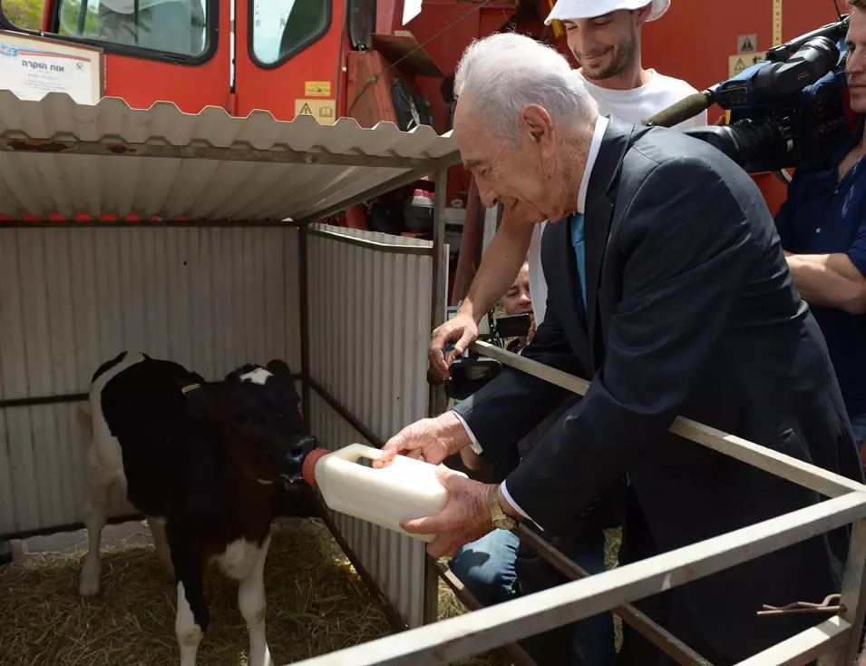 חג שבועות שמח. פרס מאכיל עגלים לכבוד החג