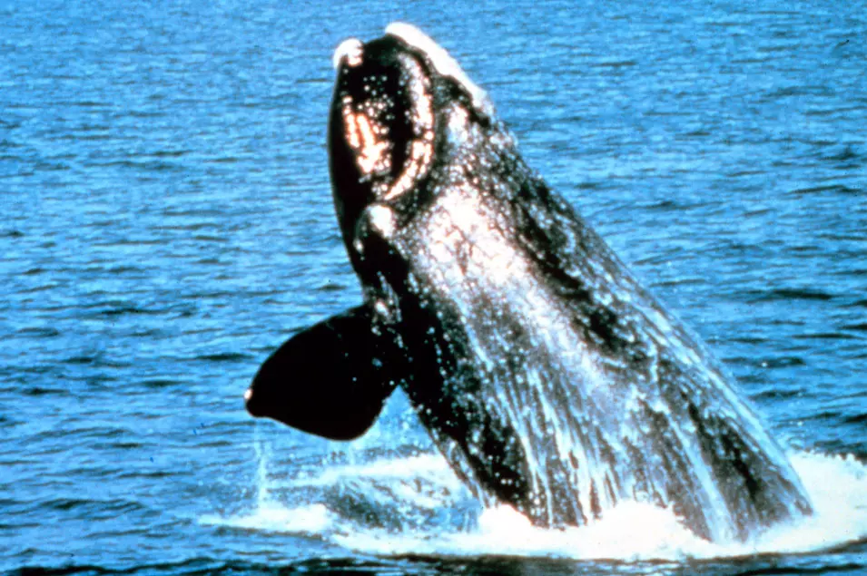 האובלנה הצפון פסיפית הוא הלוויתן שנמצא בסכנת ההכחדה הגדולה ביותר
