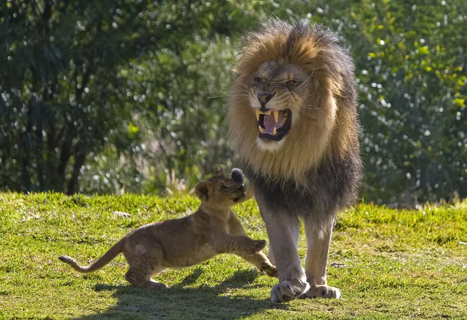 אקונדו, כפיר בן שלושה חודשים, עם אביו, האריה המרשים איזו. מה יהיה כשיהיה גדול?