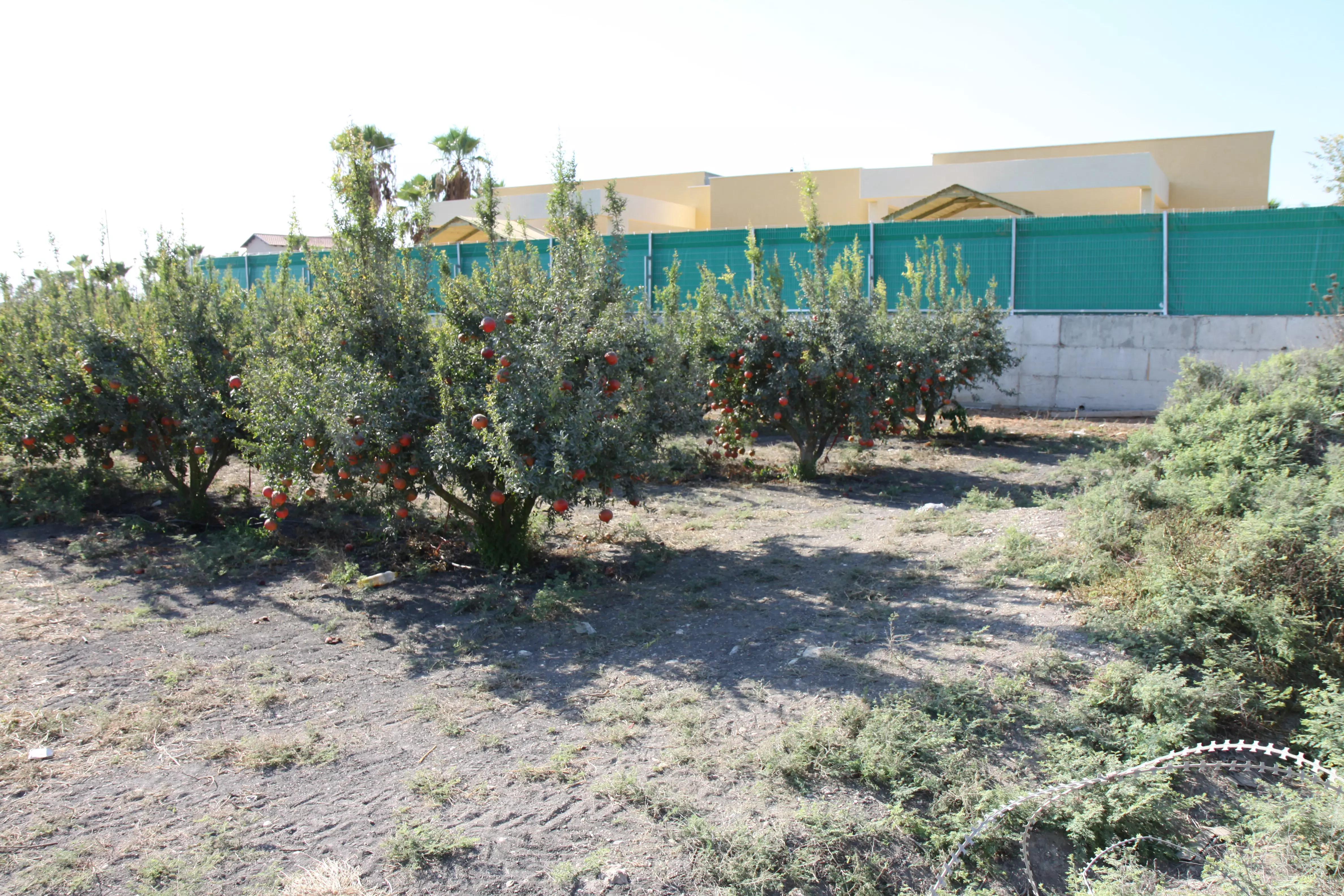 גן הילדים בבנימינה שהושבת ע"י הורים עקב קרבתו למטע רימונים  שמרוסס תדיר בחומרי הדברה